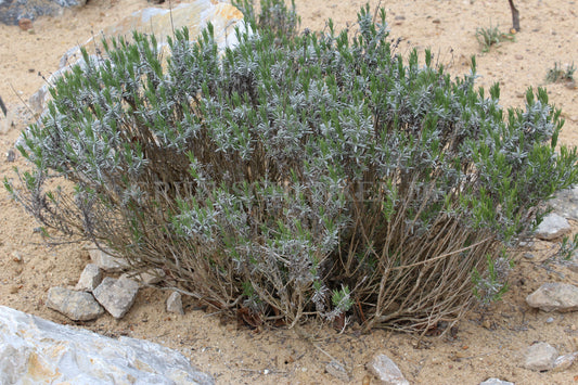 Lavandula angustifolia - Echter Lavendel