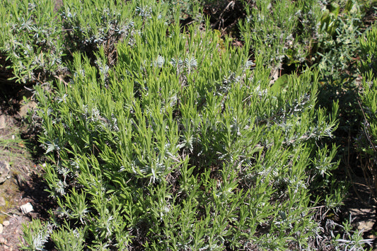 Lavandula latifolia - Breitblättriger Lavendel