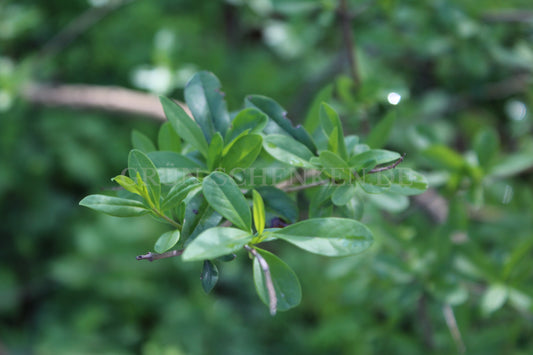 Ligustrum vulgare - Gewöhnlicher Liguster