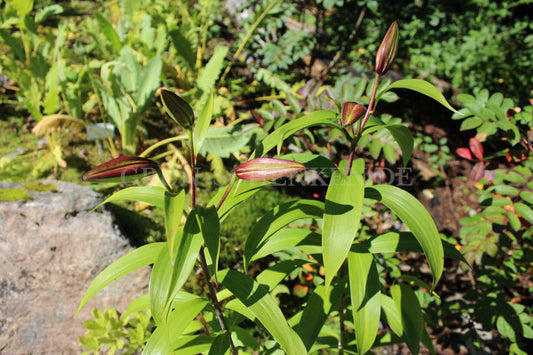 Lilium nepalense - Nepal-Lilie