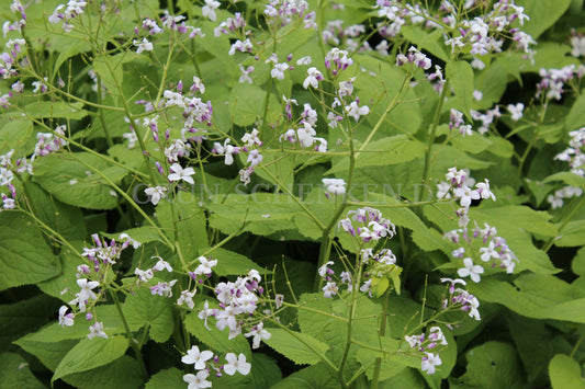 Lunaria rediviva - Ausdauerndes Silberblatt