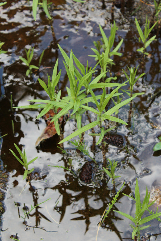 Lysimachia thyrsiflora - Straußblütiger Gilbweiderich