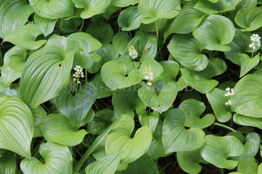 Maianthemum dilatatum - Schattenblume