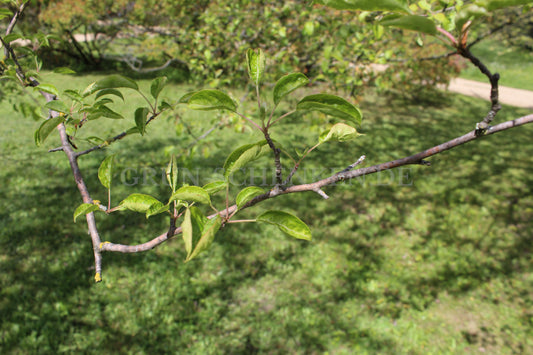 Malus baccata - Kirschapfel