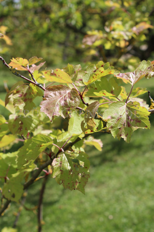 Malus honanensis - Honan-Apfel