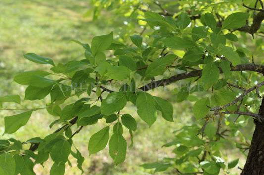 Malus mandshurica - Mandschurischer Beerenapfel