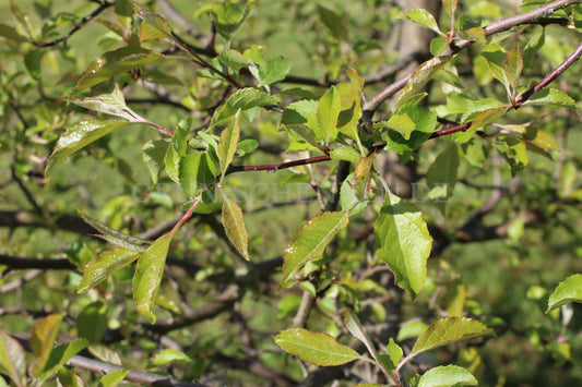 Malus orientalis - Kaukasusapfel