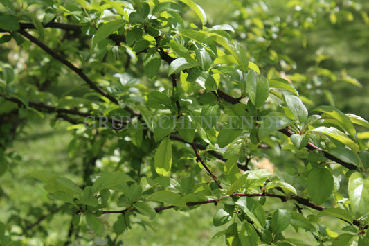 Malus toringo - Toringo-Apfel