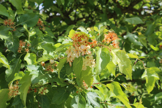 Malus toringoides - Chinesischer Apfel