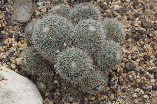 Mammillaria geminispina