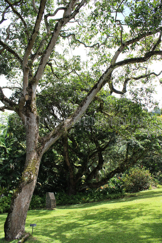 Mangifera indica - Mangobaum
