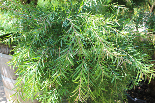 Melaleuca viminalis - Weidenblättriger Teebaum