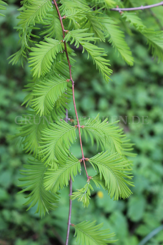 Metasequoia glyptostroboides - Urweltmammutbaum