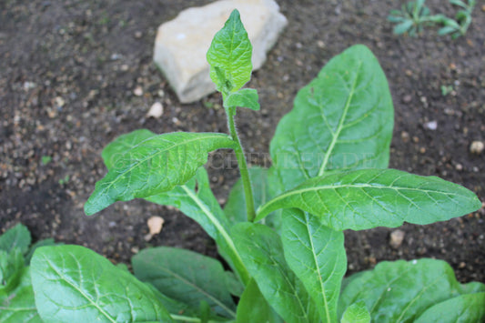 Nicotiana longiflora - Langblütiger Tabak