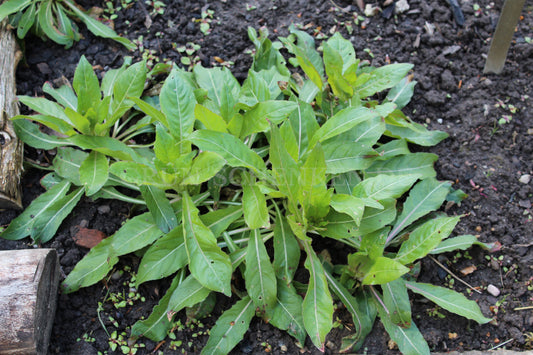 Oenothera biennis - Nachtkerze