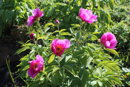 Paeonia arietina