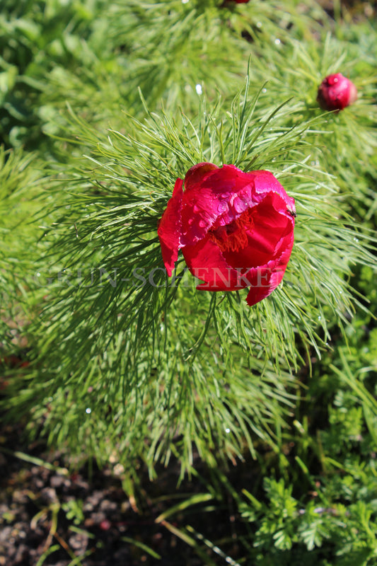 Paeonia tenuifolia - Netzblatt-Pfingstrose