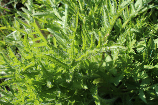 Papaver setiferum