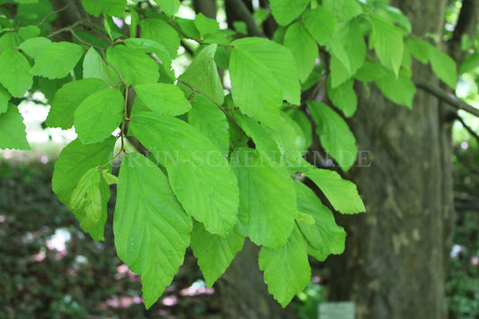 Parrotia persica - Persischer Eisenholzbaum