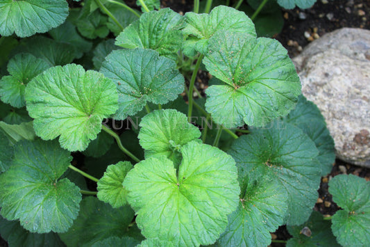 Pelargonium australe