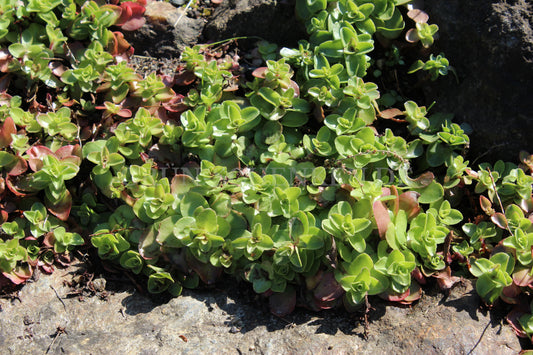 Phedimus obtusifolius