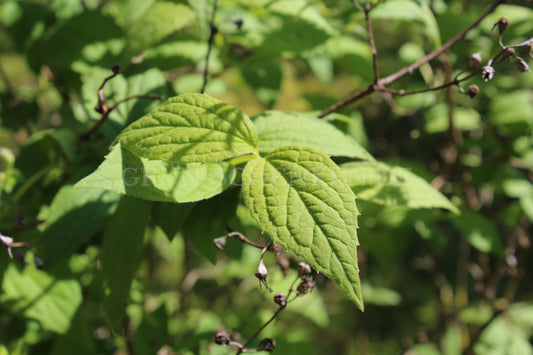 Philadelphus subcanus