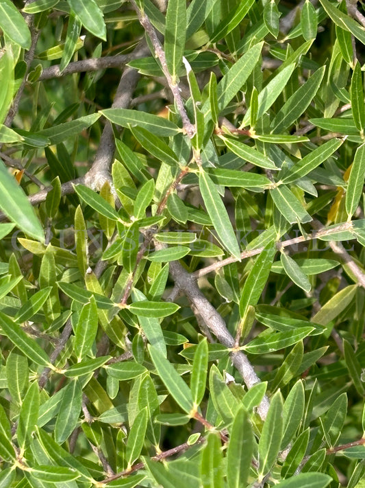 Phillyrea angustifolia - Schmalblättrige Steinlinde