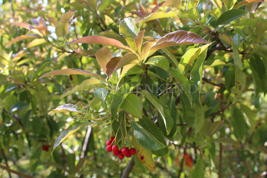 Photinia davidiana - Funkenblatt