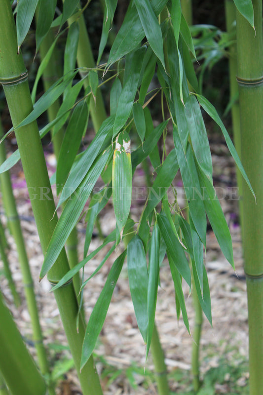 Phyllostachys viridiglaucescens - Grüner Pulver Bambus