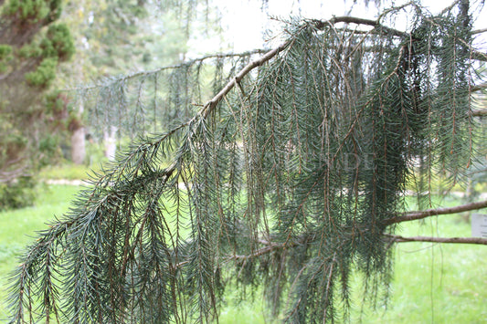 Picea breweriana - Mähnenfichte