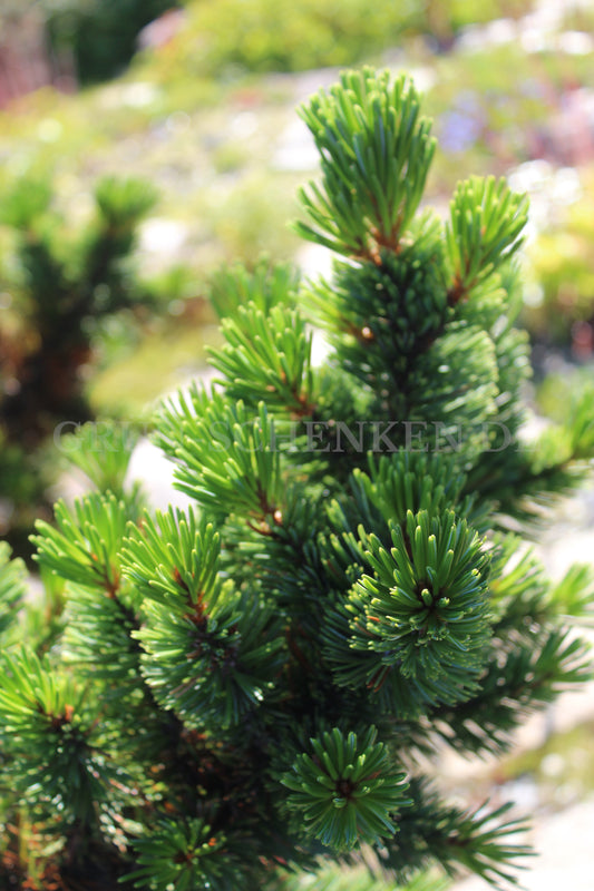 Pinus aristata - Grannen-Kiefer