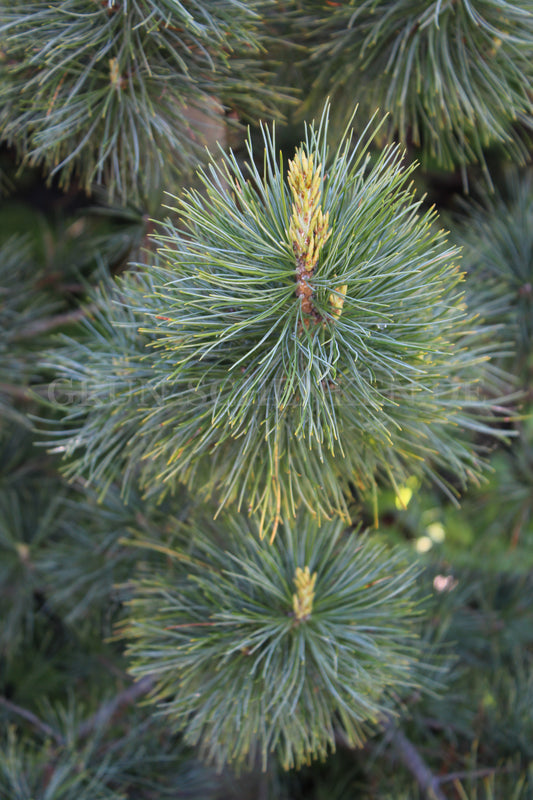 Pinus cembra - Zirbelkiefer