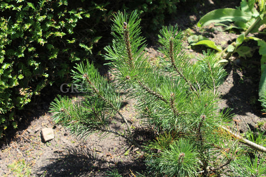 Pinus mugo - Bergkiefer