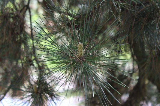 Pinus nigra - Schwarzkiefer