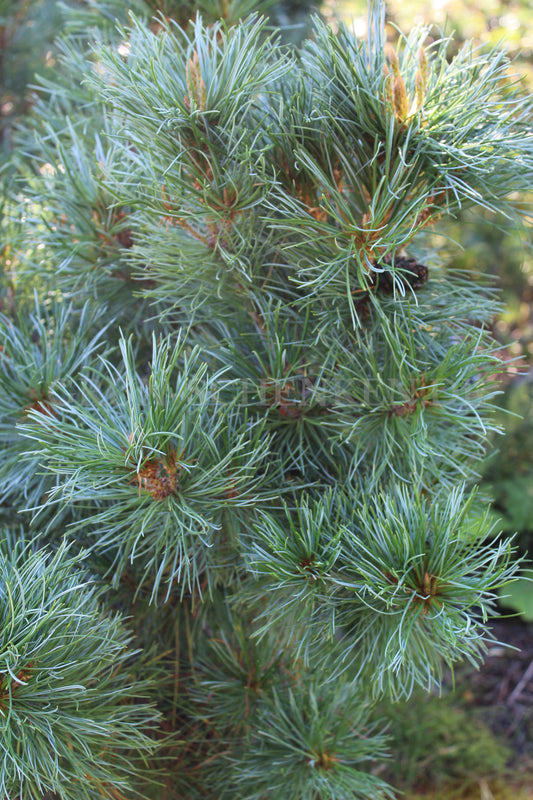 Pinus pumila - Zwerg-Kiefer