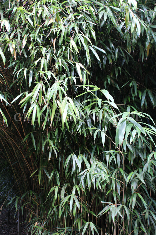 Pleioblastus simonii - Simon-Bambus