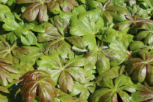 Podophyllum peltatum - Maiapfel