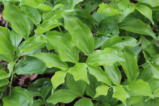 Polygonatum latifolium - Breitblättrige Weißwurz