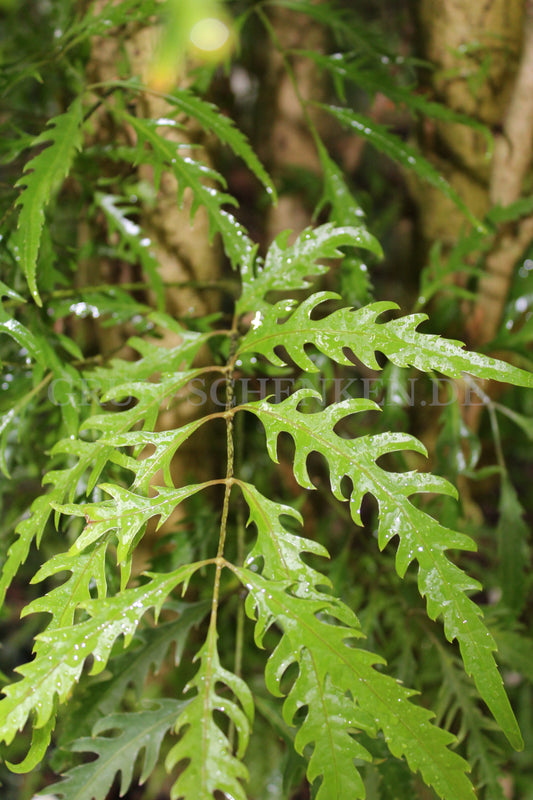 Polyscias fruticosa - Rötliche Fiederaralie