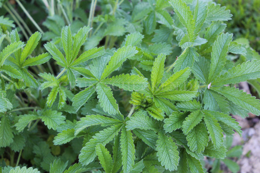 Potentilla kurdica - Kurdisches Fingerkraut