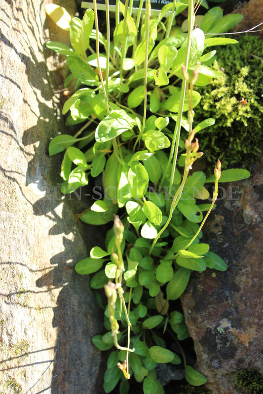 Primula munroi subsp. yargongensis