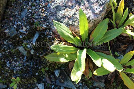 Primula nivalis subsp. turkestanica