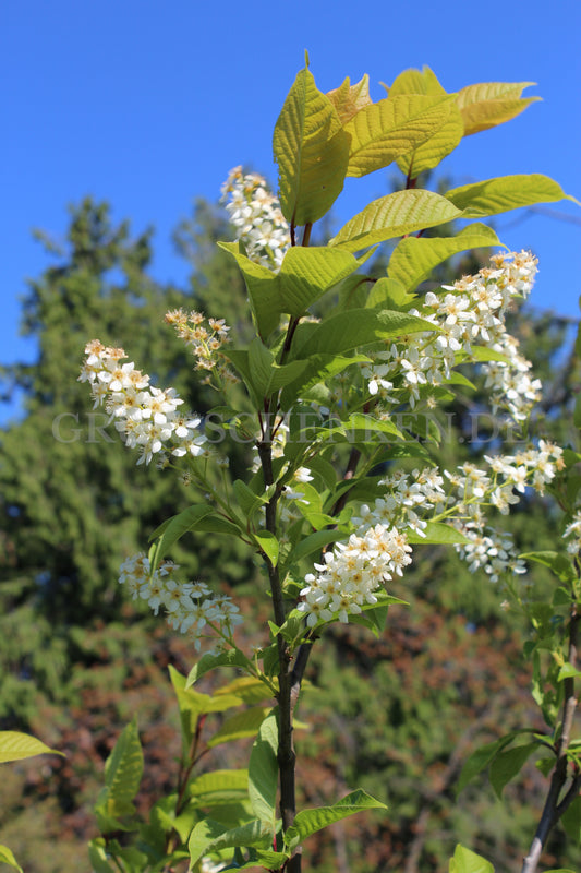 Prunus avium - Vogelkirsche