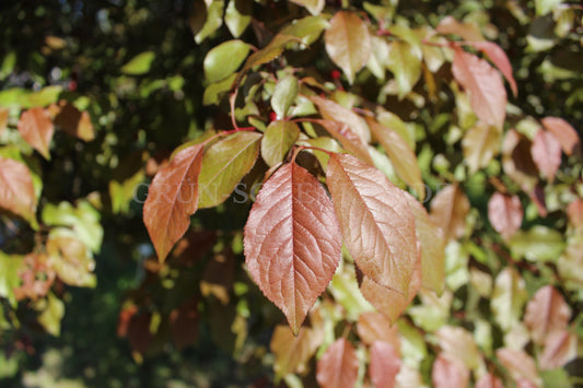 Prunus cerasifera - Kirschpflaume