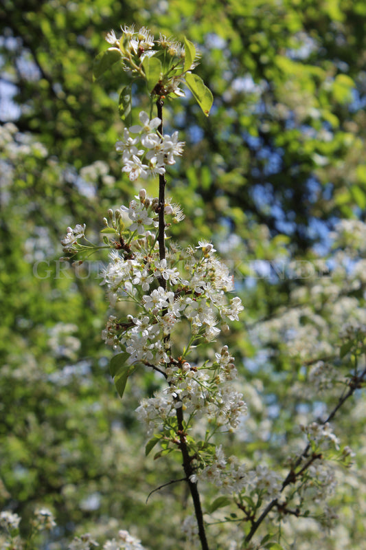 Prunus mahaleb - Steinweichsel