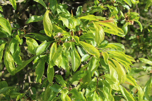 Prunus salicina - Chinesische Pflaume