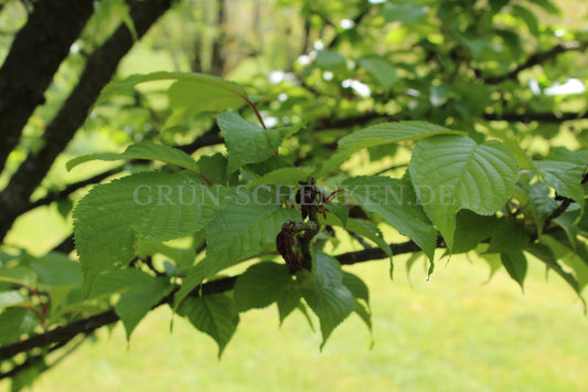 Prunus sargentii - Bergkirsche