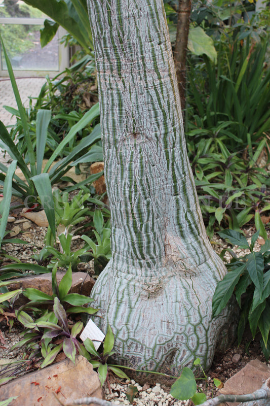 Pseudobombax ellipticum - Shaving Brush Tree