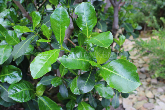 Psychotria capensis