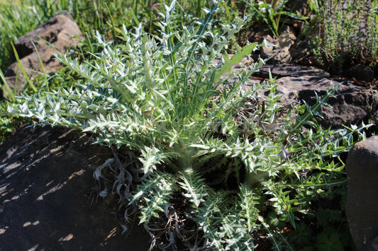 Ptilostemon afer - Elfenbeindistel